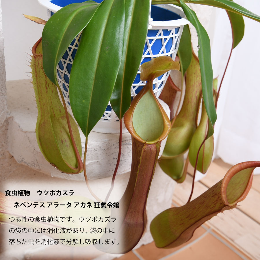 06  NEPENTHES （ネペンテス）オフィシャルウェブサイト