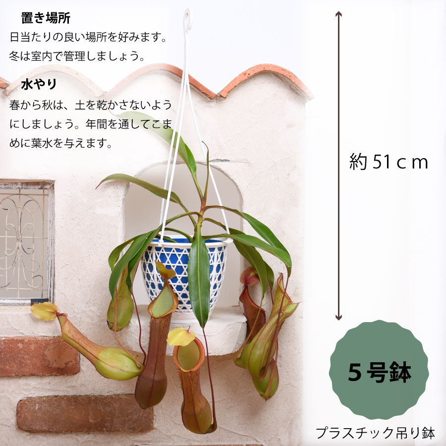 食虫植物 ウツボカズラ ネペンテス アラータ アカネ 狂氣令嬢 Nepenthes alata 吊り鉢