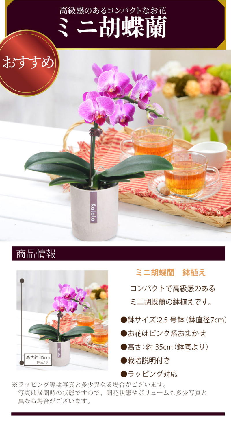 吉本花城園 敬老の日 ギフト ピンク系ミニ胡蝶蘭 鉢植え 月でひろった