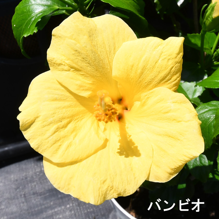 ☆ハイビスカス☆ 吉本花城園 爆買 ハイビスカス コレクション 5号鉢植え
