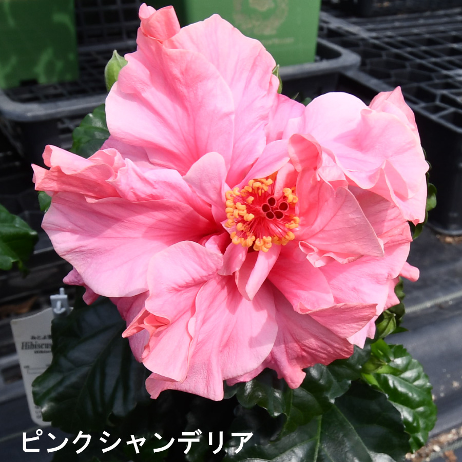 吉本花城園 ハイビスカス コレクション 5号鉢植え : FleurTown