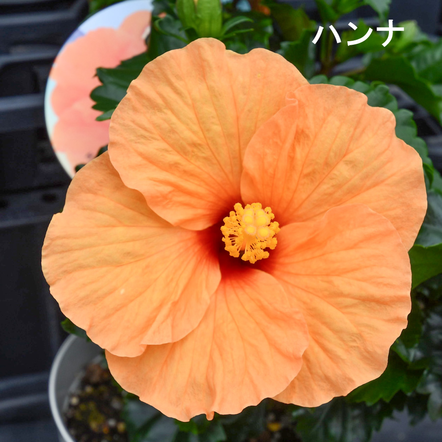 吉本花城園 ハイビスカス コレクション 5号鉢植え : FleurTown