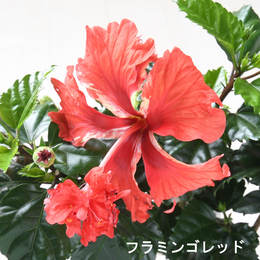 ☆ハイビスカスページです☆ 吉本花城園 ハイビスカス コレクション 5号鉢植え : FleurTown