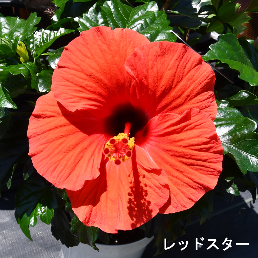 吉本花城園 ハイビスカス コレクション 5号鉢植え : FleurTown