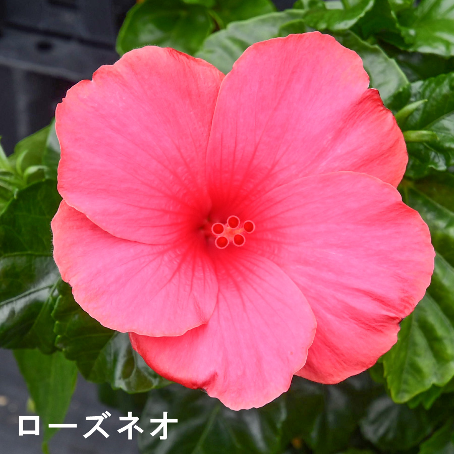 ☆ハイビスカス☆ 吉本花城園 ハイビスカス コレクション 5号鉢植え : FleurTown