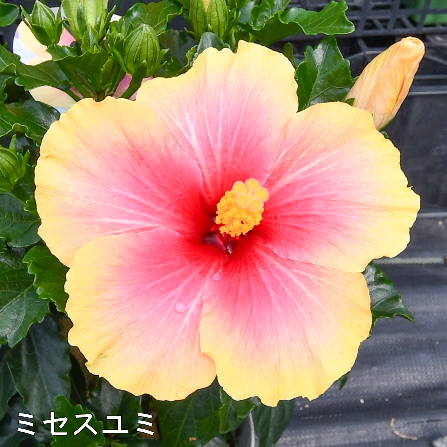 吉本花城園 ハイビスカス コレクション 5号鉢植え : FleurTown