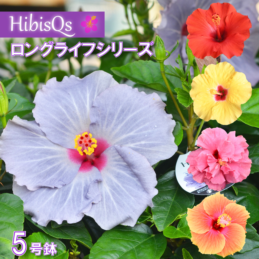 吉本花城園 爆買 ハイビスカス ハイビスキュース NEW ロングライフ