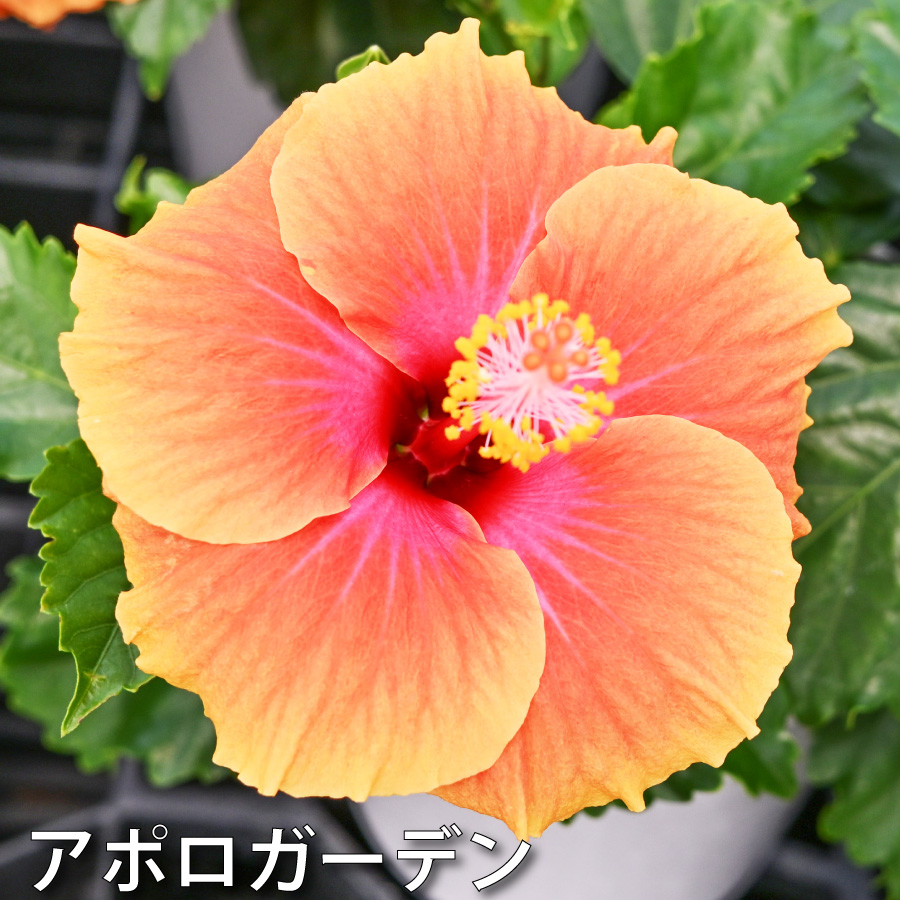吉本花城園 ハイビスカス ハイビスキュース NEW ロングライフシリーズ