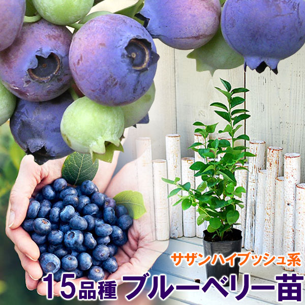 植木 盆栽 オニール ブルーベリー 苗」の人気商品一覧・価格比較