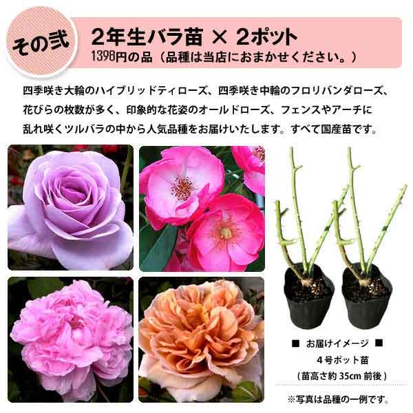 吉本花城園 イングリッシュローズの福袋 イングリッシュローズ 2年生