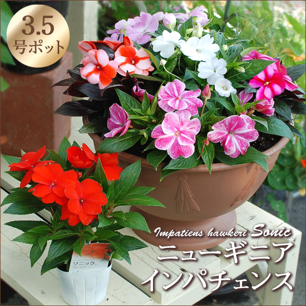 吉本花城園 夏の花苗!大輪が豪華なニューギニアインパチェンス 吉本花城園 夏の花苗!大輪が豪華なニューギニアインパチェンス