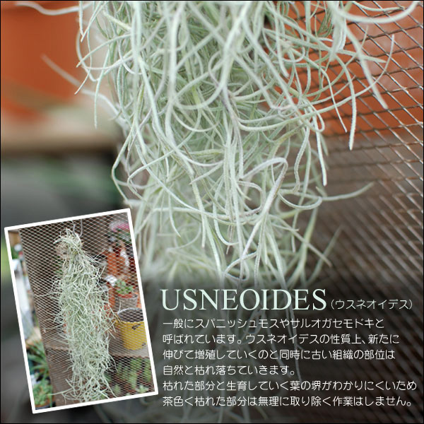 吉本花城園 観葉植物 エアープランツ 吊り下げ ウスネオイデス Sサイズ