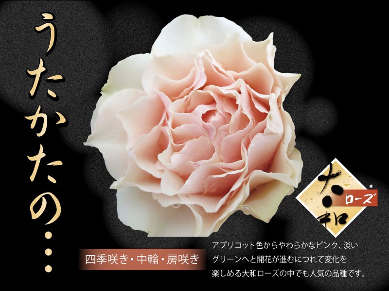 吉本花城園 大和ローズ 花笑み ピンク系 バラ4号苗 : FleurTown吉本
