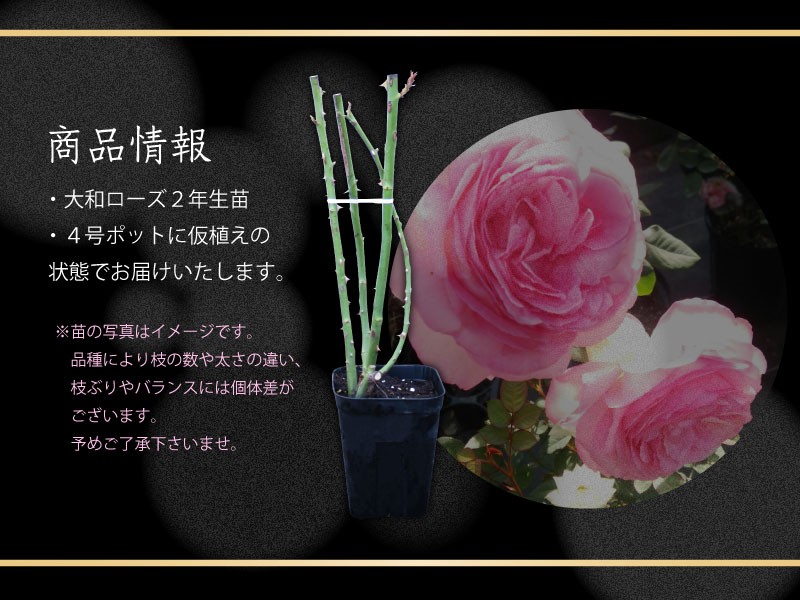 吉本花城園 大和ローズ ふく福 ピンク系 バラ4号苗 : FleurTown吉本