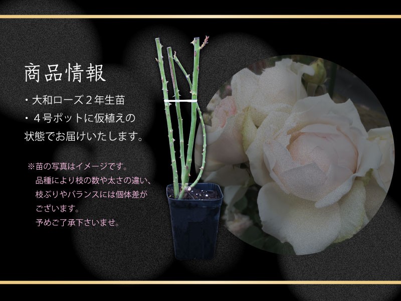 吉本花城園 大和ローズ 花ふうせん ピンク系 バラ4号苗