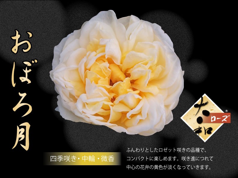 吉本花城園 爆買 大和ローズ おぼろ月 黄色系 バラ4号苗 : FleurTown