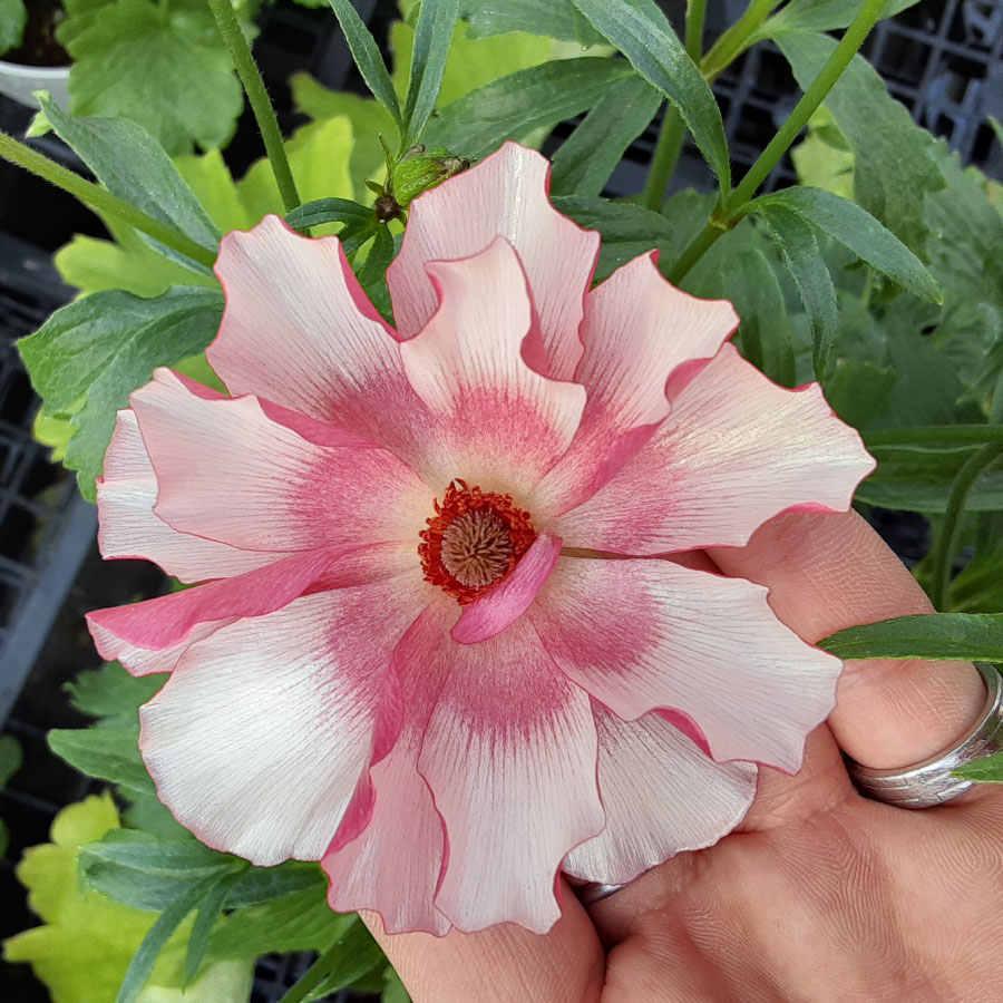 吉本花城園 ラナンキュラス ラックス 3.5号ポット苗 蕾付き アウラ 吉本花城園 ラナンキュラス ラックス 3.5号ポット苗 蕾付き アウラ