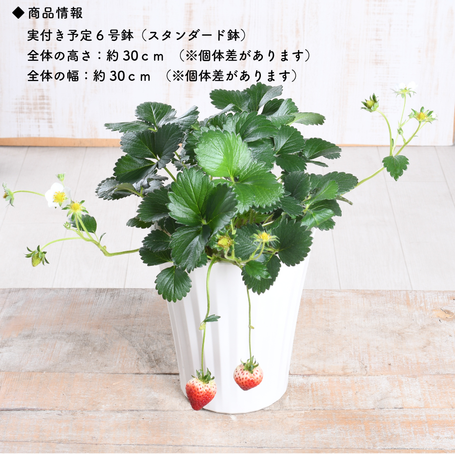 itigoyotuboshi-12.jpg