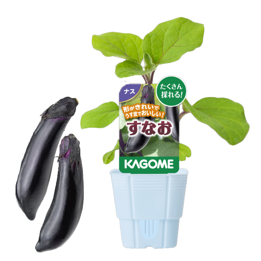 吉本花城園 KAGOME カゴメのナス 苗 3号ポット ナス すなお 野菜苗