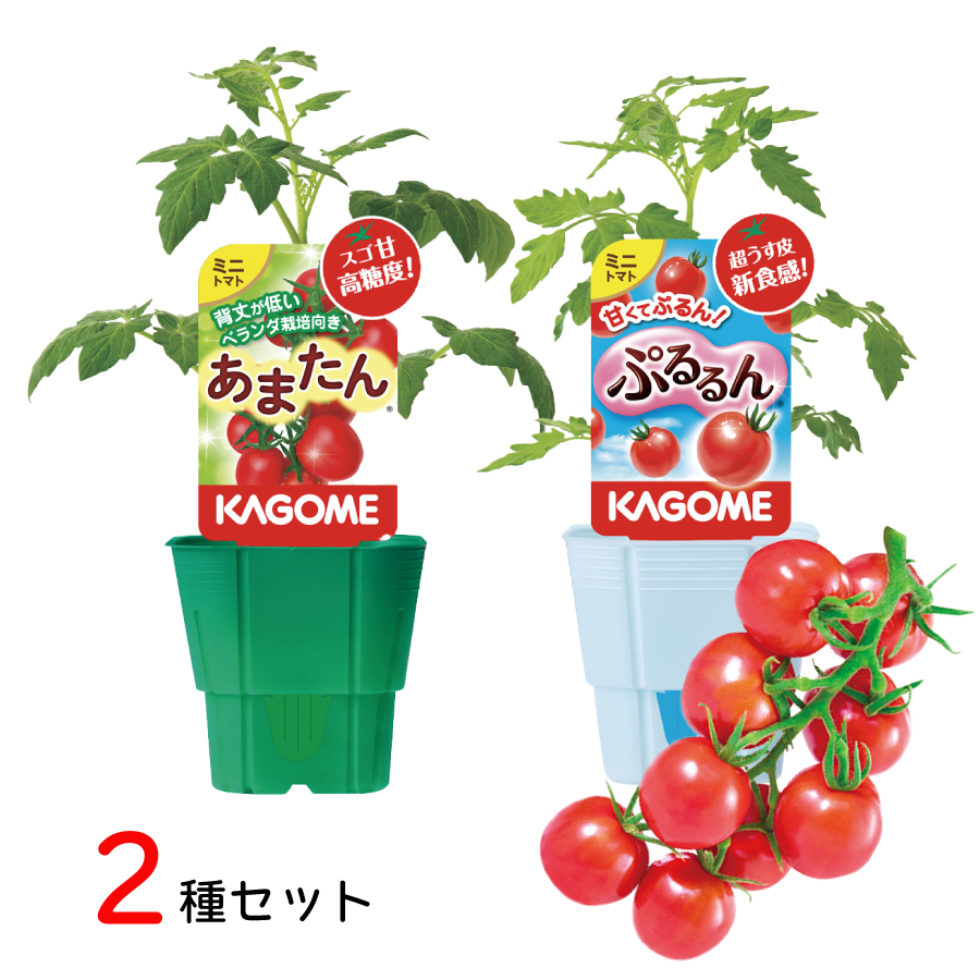kagometomato2-4.jpg