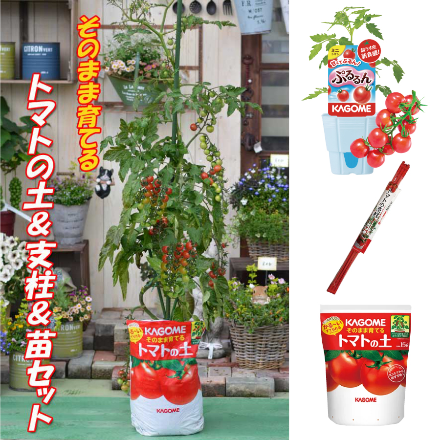 吉本花城園 トマト 栽培セット そのまま育てる トマト苗 ぷるるん