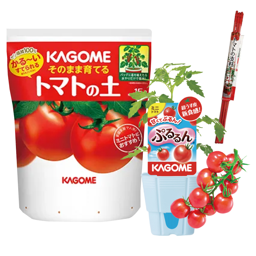 吉本花城園 トマト 栽培セット そのまま育てる トマト苗 ぷるるん