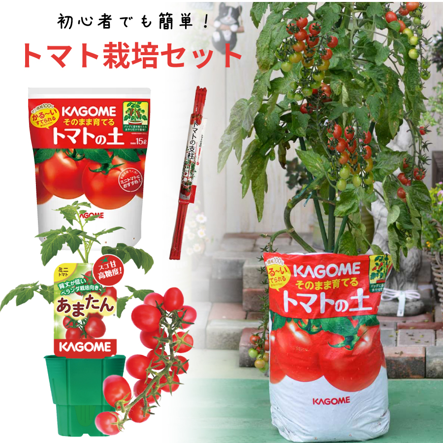 吉本花城園 トマト 栽培セット そのまま育てる トマト苗 あまたん