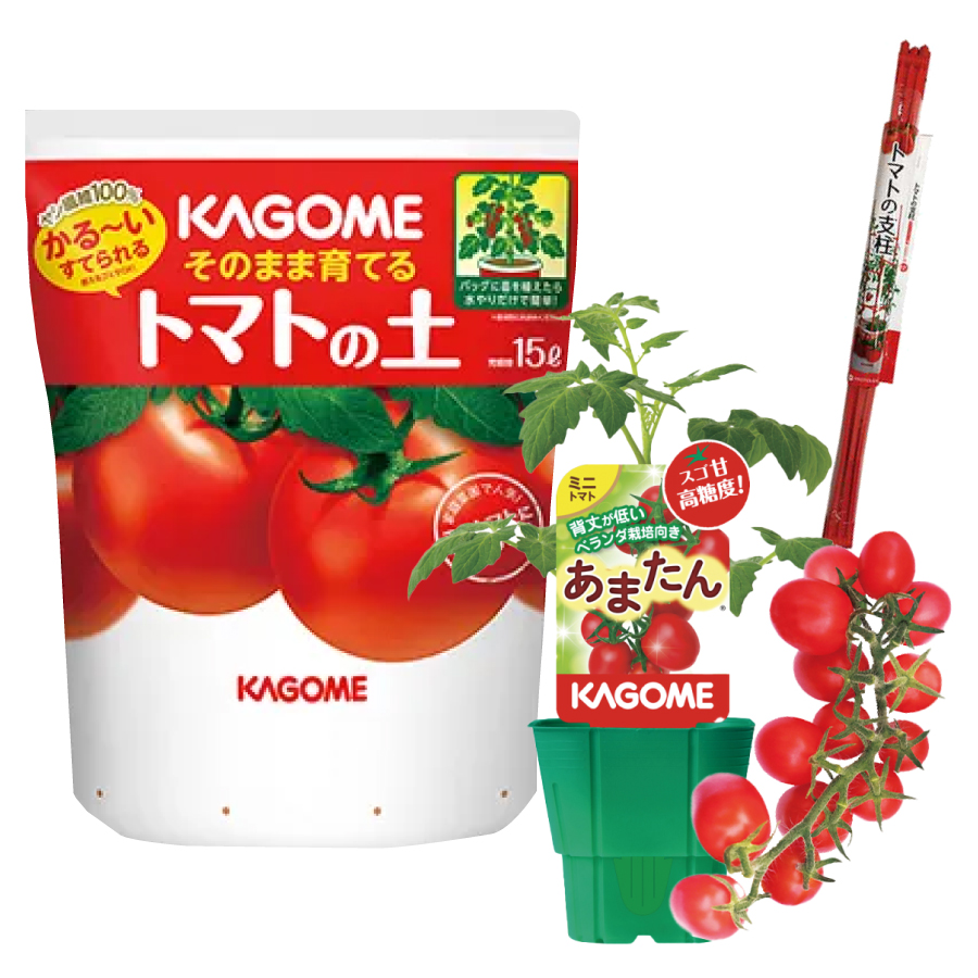 吉本花城園 トマト 栽培セット そのまま育てる トマト苗 あまたん