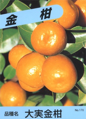 kazyu-kankitu004.jpg