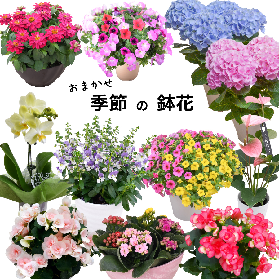 吉本花城園 おまかせ 季節の鉢花 園芸専門店が選ぶ！ 4号から6号 花 鉢