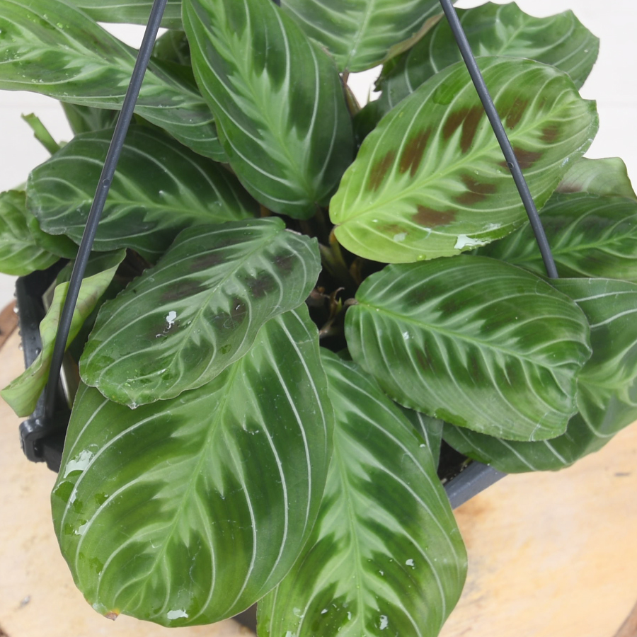 楽天市場】多肉植物 マランタ キャットマスターシュ 5号吊り鉢