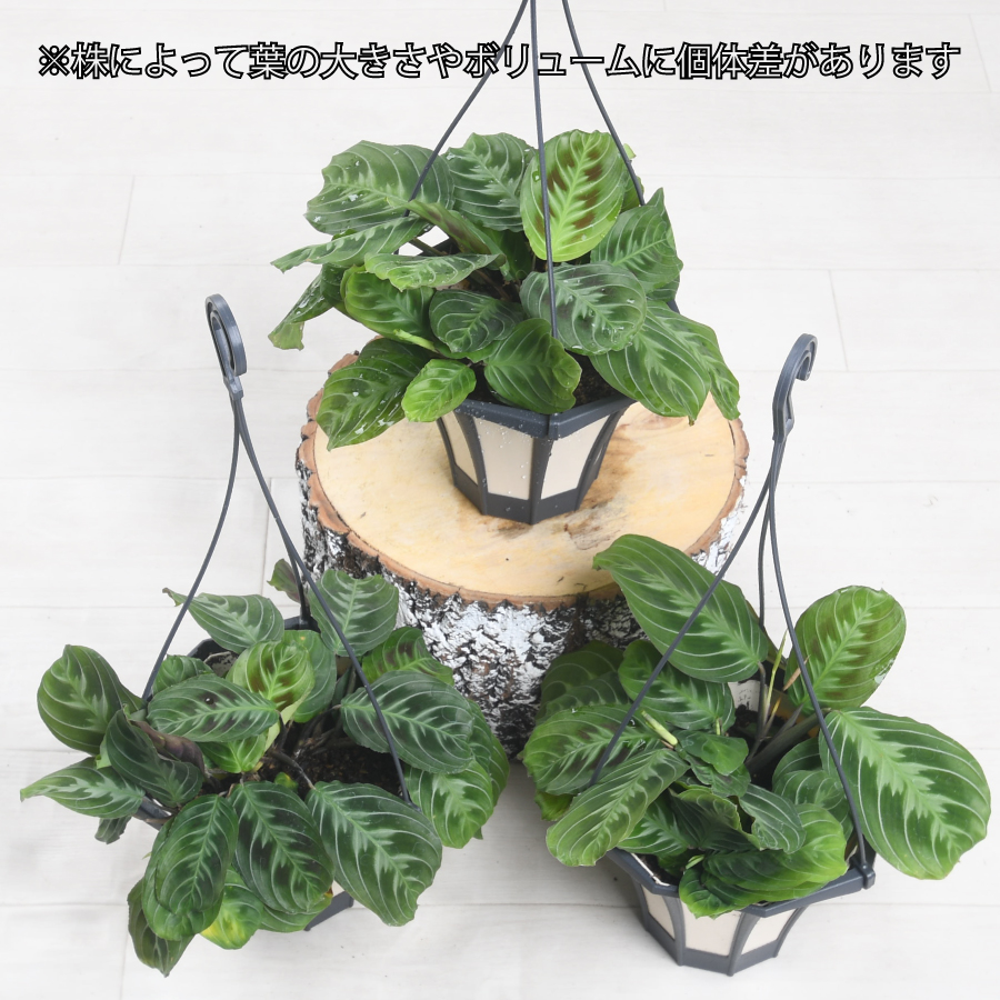 希少 黒入荷！ マランタ 吉本花城園 キャットマスターシュ 珍しい レア 希少 その他観葉植物