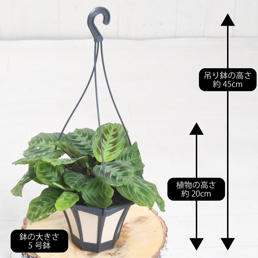 マランタ キャットマスターシュ 5号吊り鉢｜芳樹園オンライン