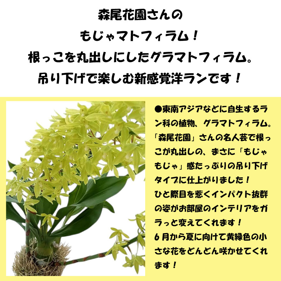吉本花城園 森尾花園さん もじゃマトフィラム 花芽付き 吊り下げ 観葉