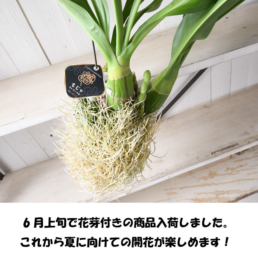 吉本花城園 森尾花園さん もじゃマトフィラム 花芽付き 吊り下げ 観葉