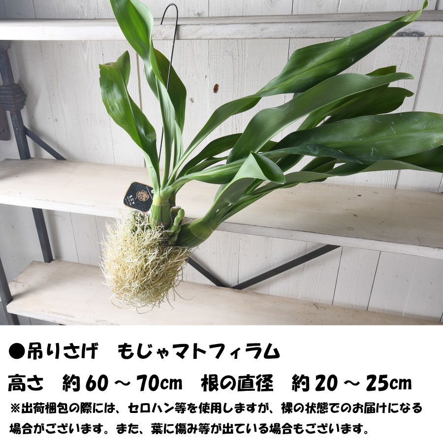 吉本花城園 森尾花園さん もじゃマトフィラム 花芽付き 吊り下げ 観葉