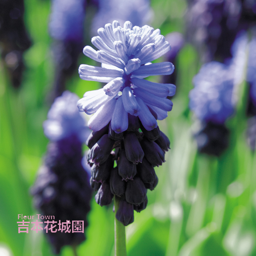 吉本花城園 秋植え球根 ムスカリ ラティフォリウム 球根 5球 春が