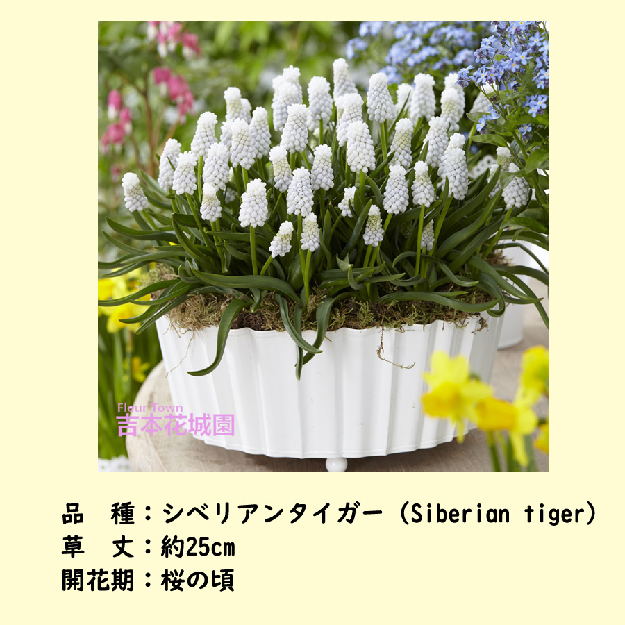 【予約品】 秋植え球根 ムスカリ シベリアンタ...の詳細画像1