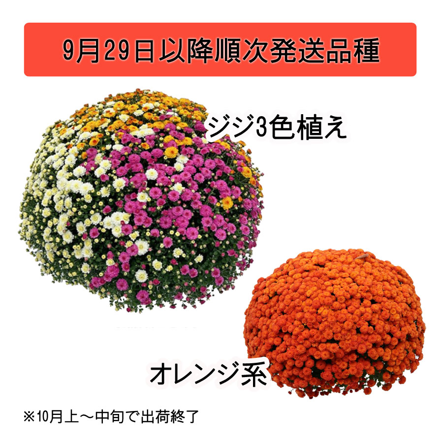 吉本花城園 【ご予約品】 ガーデンマム 大株 8号 これぞプロのワザ