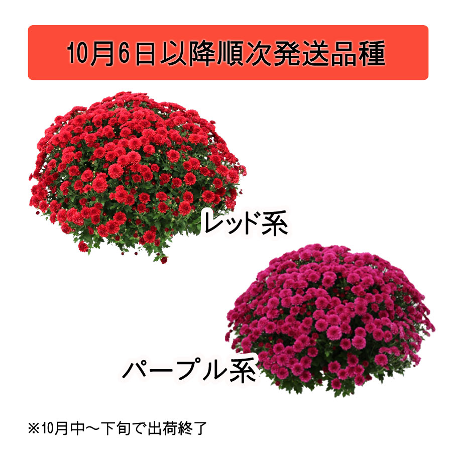 吉本花城園 【ご予約品】 ガーデンマム 大株 8号 これぞプロのワザ