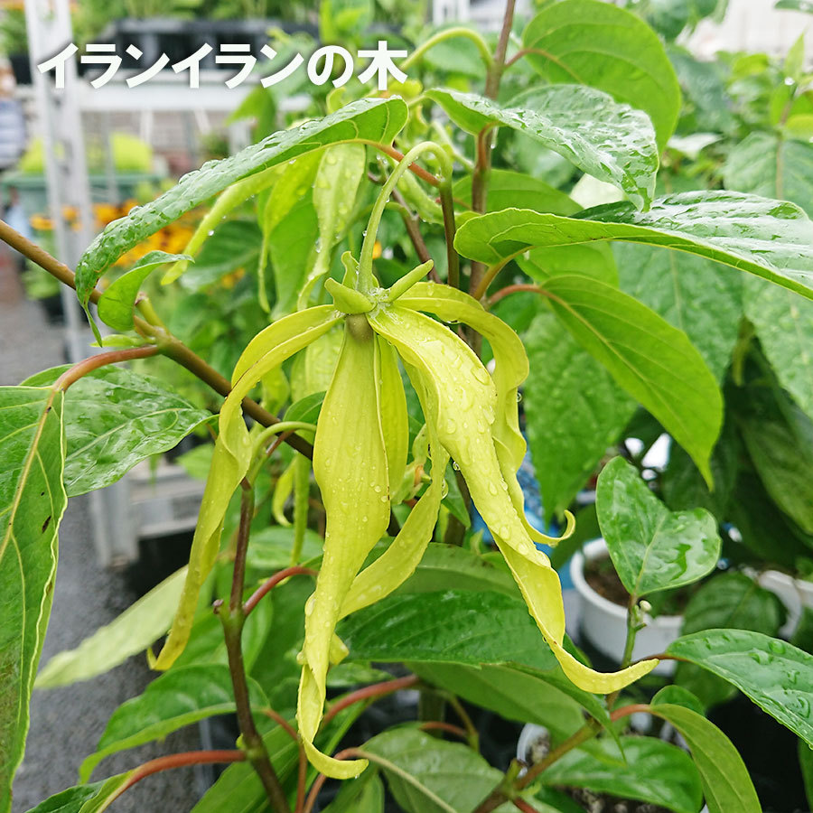 イランイラン 苗木 苗 観葉植物 8号ポット レアプラント 香水の原料