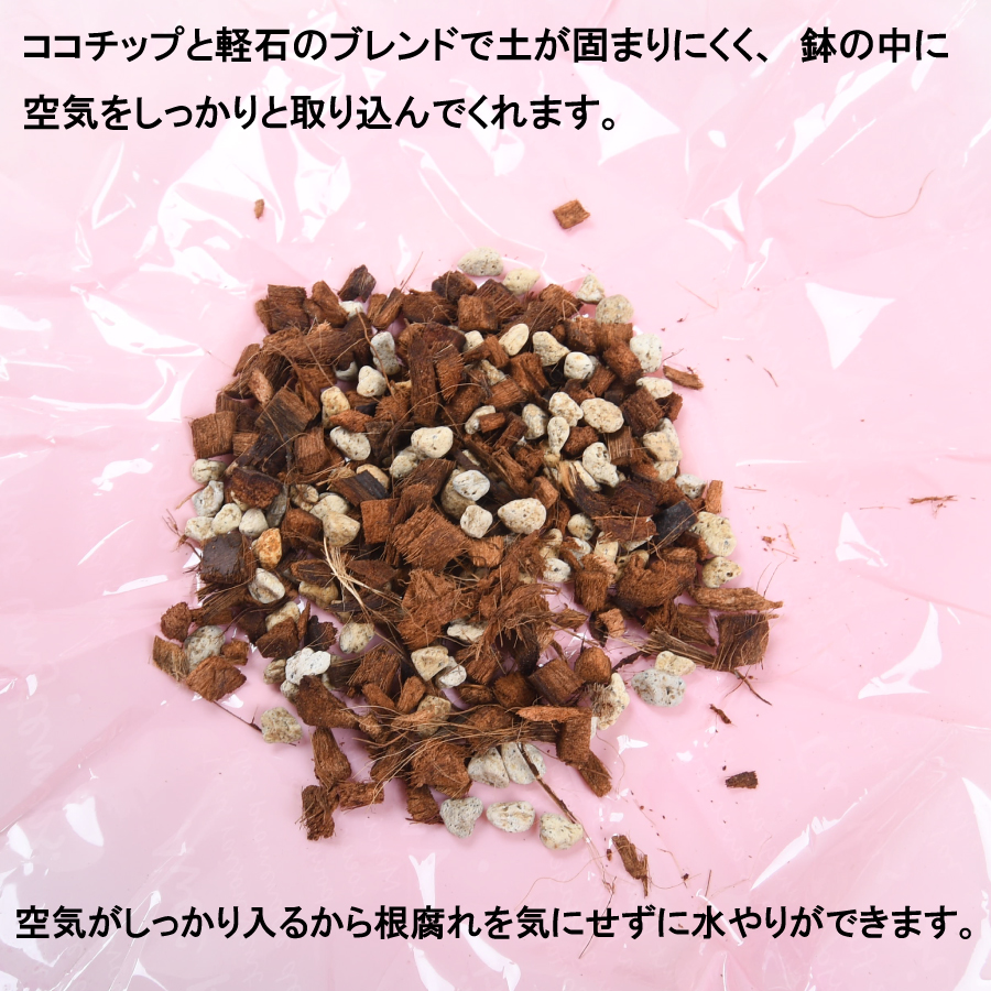 ねこ葉っぱ Cheng-Ren🦊🐺 on X: 