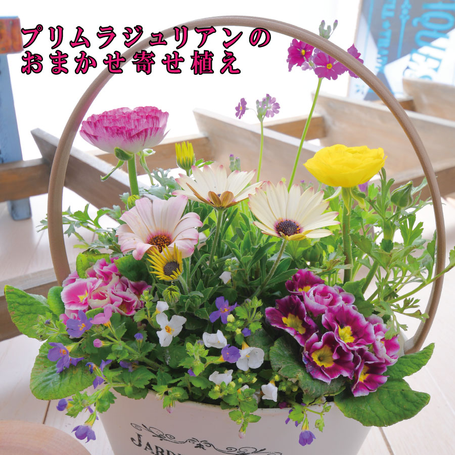 新品買取 寄せ植え 花✨むーしゅか✨様 監修✨穏やかでほんの少しの