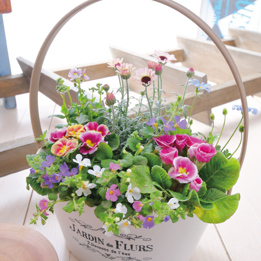 プリムラの寄せ植え。。。バラ咲きジュリアンBOX』