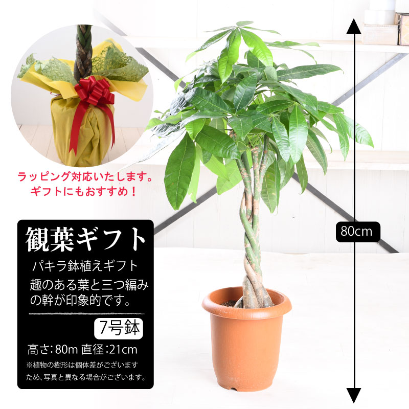 吉本花城園 観葉植物 パキラ 幸福の木 大型 ドラセナ 観葉 ギフト