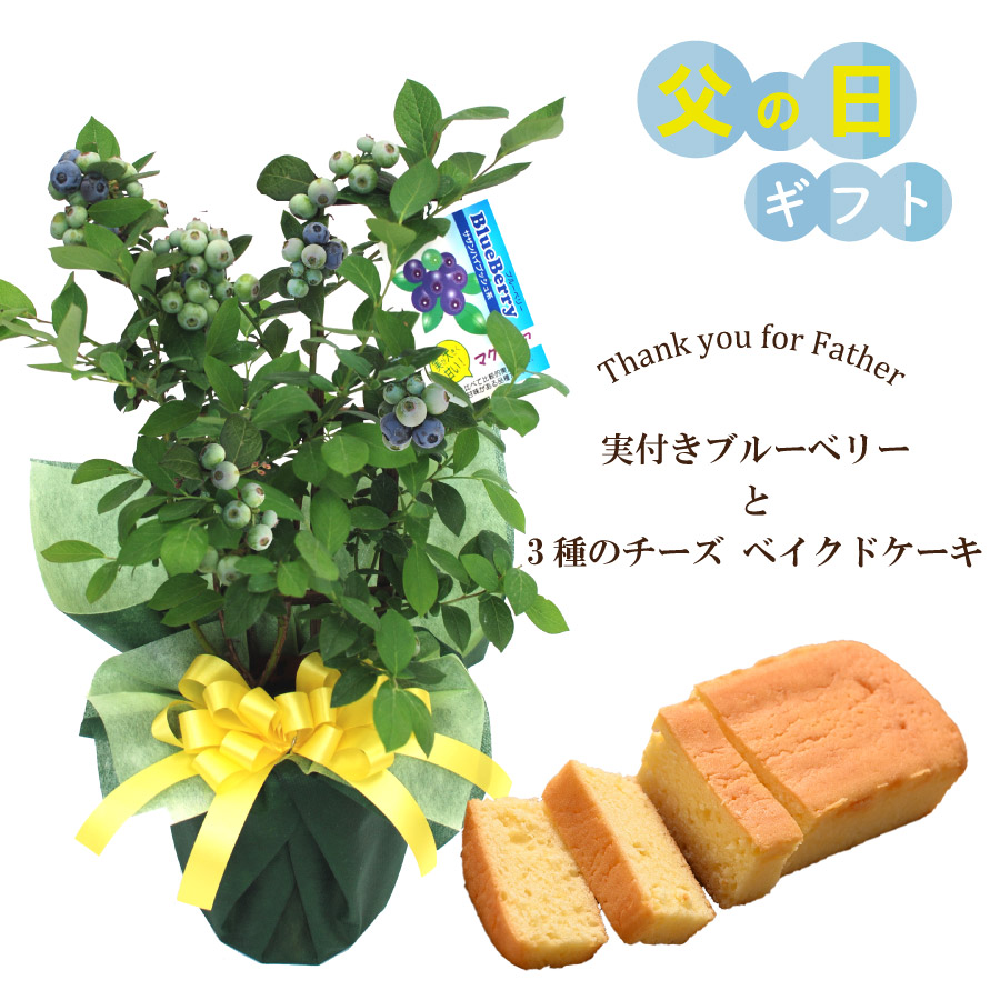 吉本花城園 爆買 遅れてゴメンね 父の日 ギフト プレゼント 植物 花 実