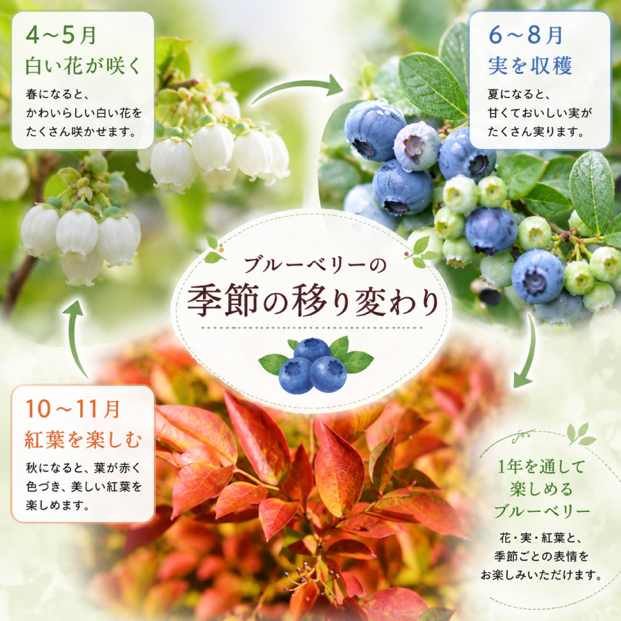 吉本花城園 ギフト プレゼント 実付きブルーベリー鉢植え ラビットアイ