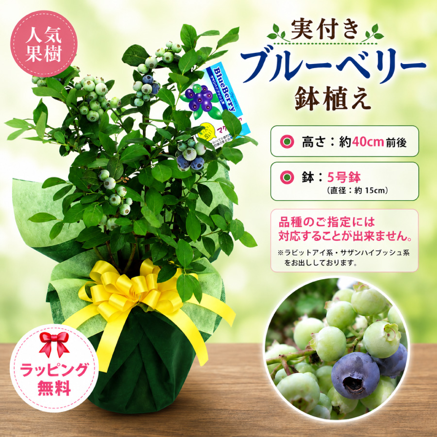 吉本花城園 ギフト プレゼント 実付きブルーベリー鉢植え ラビットアイ