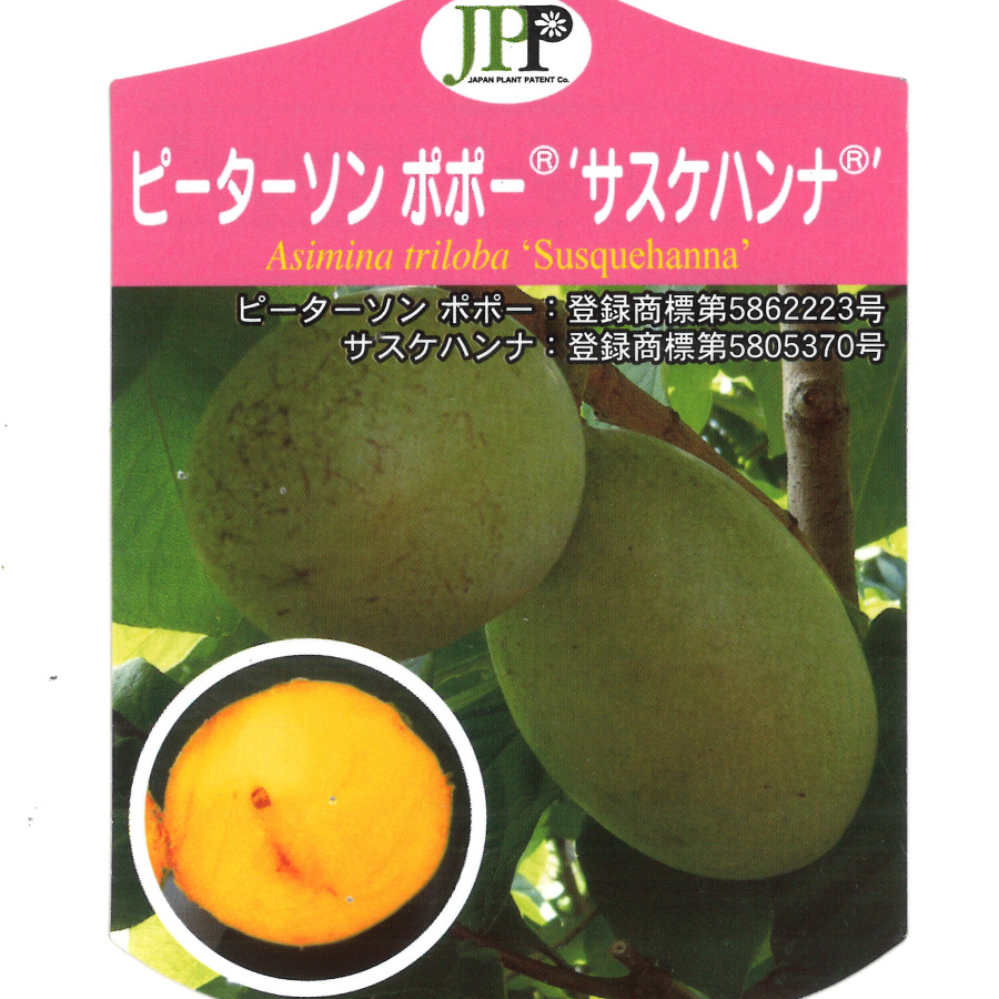 ポポー サスケハンナのおすすめ人気商品一覧 通販 - Yahoo!ショッピング