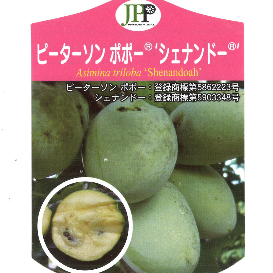 ポポー サスケハンナのおすすめ人気商品一覧 通販 - Yahoo!ショッピング